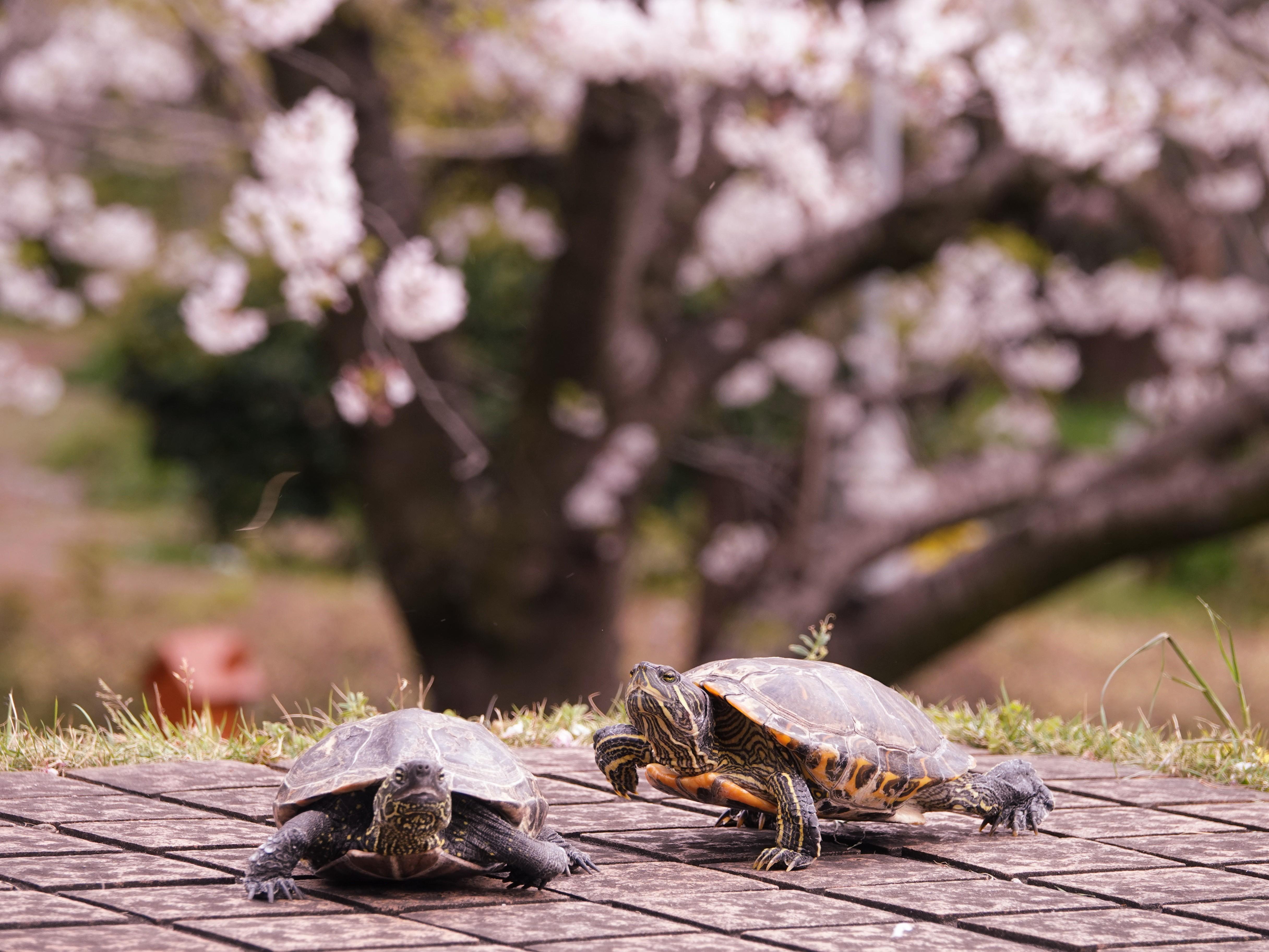 フォトコンテスト優秀作品　千葉キャンパス　兎野瑠羽さん（仮名）