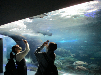 新江ノ島水族館で校外学習 湘南藤沢キャンパス 通信制高校 単位制 なら第一学院高等学校